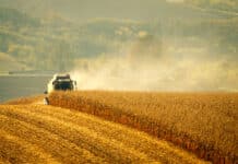 Maissorten mit Qualitätsfokus