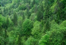 „Bauernsparkasse“ Wald als Sparstrumpf der Republik?