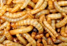 Mehlwurmpulver in Brot und Co.: Mit Kennzeichnung ab sofort erlaubt