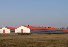 Polen will Geflügelproduktion kräftig ausbauen