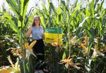 Leistungsstarke Maishybriden