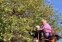 Saatgut aus Feldkirchen für den Wald der Zukunft