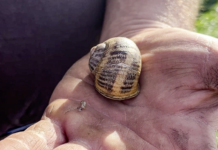 In Frankreich schmecken sehr vielen Schnecken