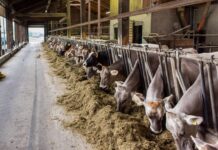 Rinder-TBC in Vorarlberg