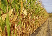 Hohe Erträge im Land ob der Enns