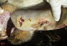 Maul- und Klauenseuche hält Deutschland in Atem