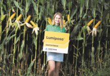 Insektizide Saatgutbeize