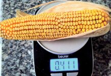 Frühbezug und Mengenaktion