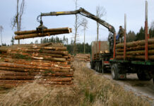Gesicherter Absatz und steigende Preise für Nadelsägerundholz