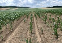 Schutz vor Drahtwurm