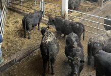 Wissen trifft auf Praxis im Stall