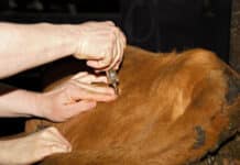 Blauzungenvirus: neuer Typ in OÖ