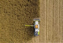 Den Zuchtfortschritt bei Mais halten