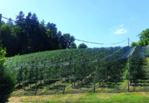 Wenig Optimismus bei den Obstbauern