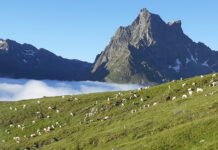 Fortsetzung der Herdenschutz-Pilotprojekte
