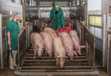 MKS und ihre Folgen für die EU-Märkte