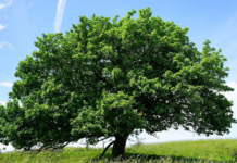Die Mehlbeere ist der Baum des Jahres 2025