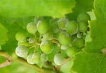 710.000 Euro für Bekämpfung von Krankheiten im Weinbau