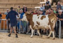 BTV hemmt Zuchtrinder-Export