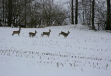 Rücksichtsvoll durch die verschneite Natur