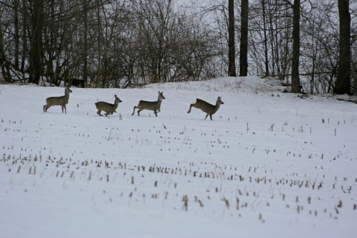 Winterliche Freizeitaktivitäten Rehe