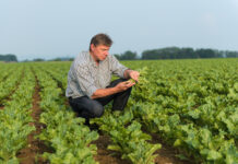 Zuckerrübe: Anbauumfang auf Krisenniveau