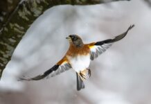 Alle Vöglein sind nicht mehr da