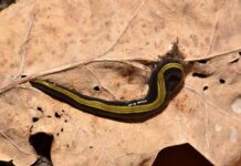 Strudelwürmer in Österreich: Eine Bedrohung für die Landwirtschaft?