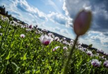 Vertragsbauern dringend gesucht