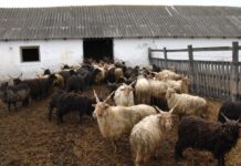 Pest der kleinen Wiederkäuer im unmittelbaren Grenzgebiet