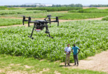 Mit Drohnen und KI Unkräuter bekämpfen