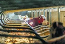 Liegeboxen im Vergleich