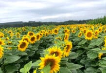 Sonnenblume 2025: Für jede Region die passende Sorte