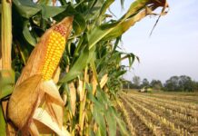 Sortenratgeber 2025: Bei Silomais zählen Qualität und Quantität