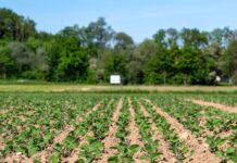 Sortenratgeber Frühjahr 2025: Erfolg mit Sojabohne braucht gezielte Sortenwahl