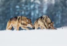 Wie viele Wölfe gibt es in Oberösterreich?