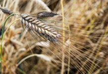 Urgetreide sucht Abnehmer