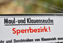 Maßnahmen gegen MKS in Brandenburg laufen aus