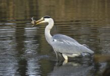 Federwild: Verordnung soll im März beschlossen werden