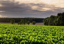 Unruhige Zeiten für Zuckerrübenbauern