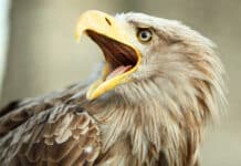 Österreichs Wappentier geht gestärkt in die neue Brutsaison