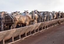 Mercosur: Wissenschaft erwartet Auswirkungen „im üblichen Preisband“