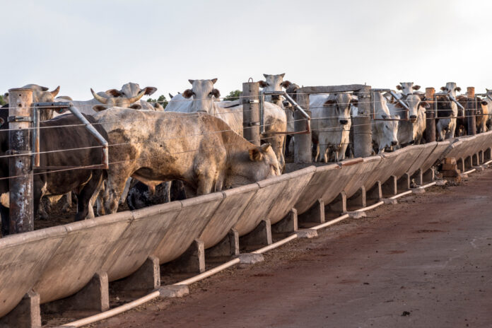 Feedlot Brasilien