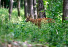 Wildschäden: Schnell schlichten statt lang streiten