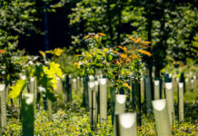 Waldfonds-Kritik stößt Forstvertretern sauer auf