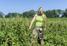 So gehen saubere und gesunde Sojabestände