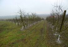 Krisenstimmung im Obstbau