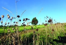 Exkursion und Feldbegehung im Marchfeld