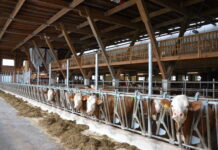 Treibhausgas: Emissionen in der Landwirtschaft sinken