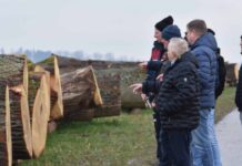 10.200 Euro für eine Eiche